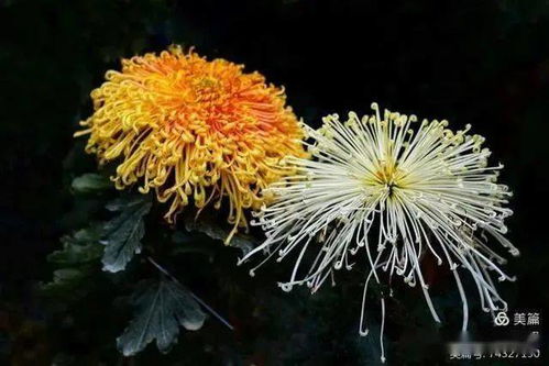 金秋岁月,开封归来不看菊
