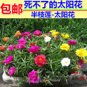 半枝莲种子四季