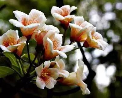 100种 花的花语,建议收藏