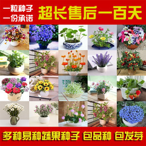 花种子四季种花套餐阳台盆栽易种春季种夏季景观花卉花草种子