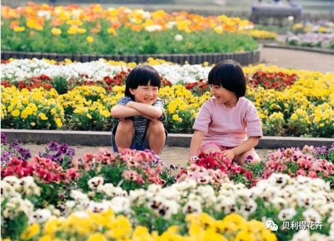 春天来了,花卉种子该播种啦