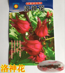 玫瑰茄洛神花种子 红桃K果玫瑰茄茶补血果景观花卉种子