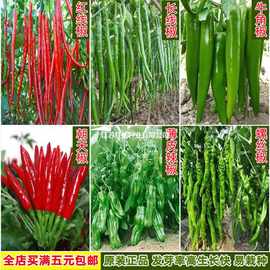 长香辣椒种子