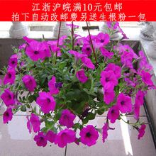 【吊兰种子】最新最全吊兰种子 产品参考信息