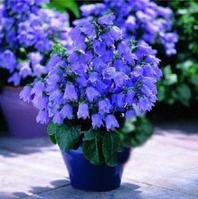 【风铃花卉】最新最全风铃花卉 产品参考信息