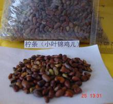 【锦鸡儿】最新最全锦鸡儿 产品参考信息