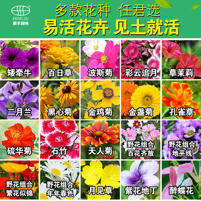 花种子四季种易活开花不断格桑花波斯菊百日草硫华菊花籽花卉种子