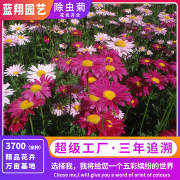 供应花卉种子 除虫菊 景观花卉 种子批发 厂家直销花籽植物