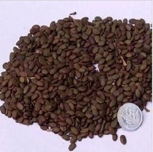 【人参榕种子】_绿植园艺价格_最新最全绿植园艺返利优惠_一淘网
