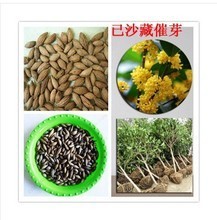 【红桂花种子】最新最全红桂花种子 产品参考信息