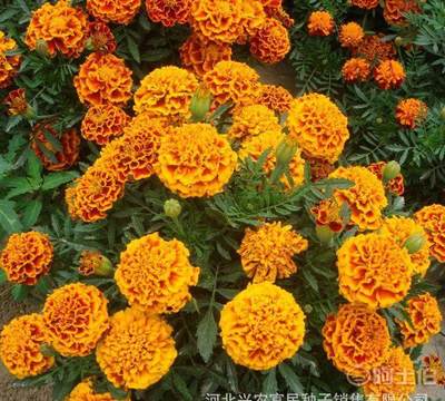 【百花园密花孔雀草花卉种子阳台盆栽花草庭院绿植四季花种子批发】 - 产品库