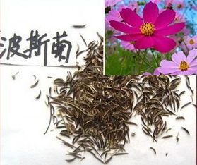 矮波斯菊种子50元100克可以种25个平方出芽百分百
