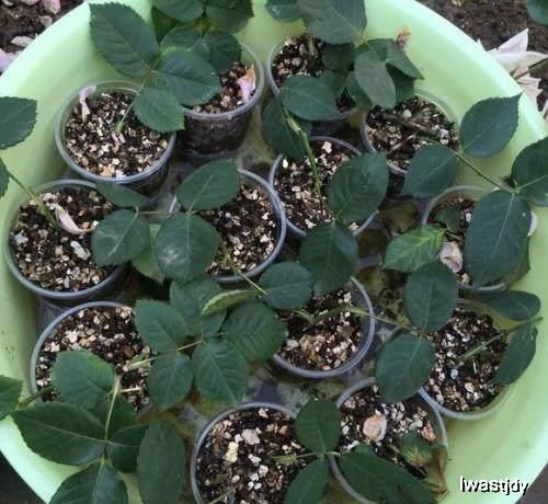 最适合扦插的5种花卉植物,好养如绿萝,错过还要再等一年