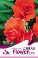 【红茶花凤仙】最新最全红茶花凤仙 产品参考信息