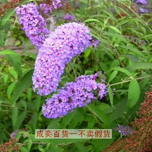 醉鱼草种子