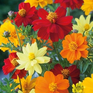 花卉种籽格桑花