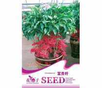 江苏富贵籽
