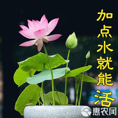 碗莲水培植物种子四季室内水养盆栽花卉莲花种子睡莲水生荷花种