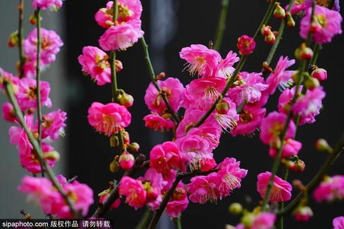 冬日赏花,京城这些好去处值得打卡