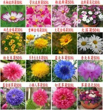 【波斯菊花种子】最新最全波斯菊花种子 产品参考信息