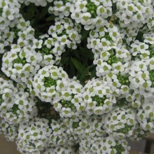 【香雪球种子】最新最全香雪球种子 产品参考信息
