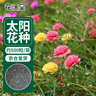 盆栽草花