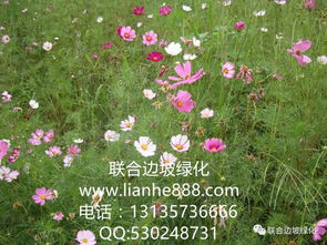 简述花卉种子的几种播种方法