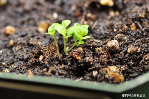 翠蝶花秋季播种指南 种下希望，来年花满园