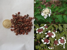 精选琼花种子 最新品种与种植全攻略