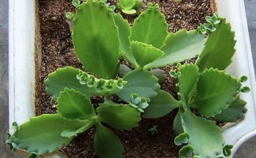 落地生根的奇迹 强悍花卉的种子生命力