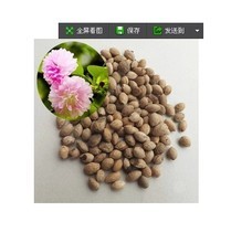 樱花草种子 最新最全产品参考信息