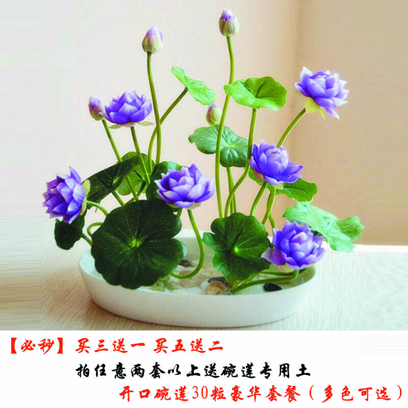 碗莲种植全攻略 从30粒开口种子到四季绽放的蓝蝶荷花