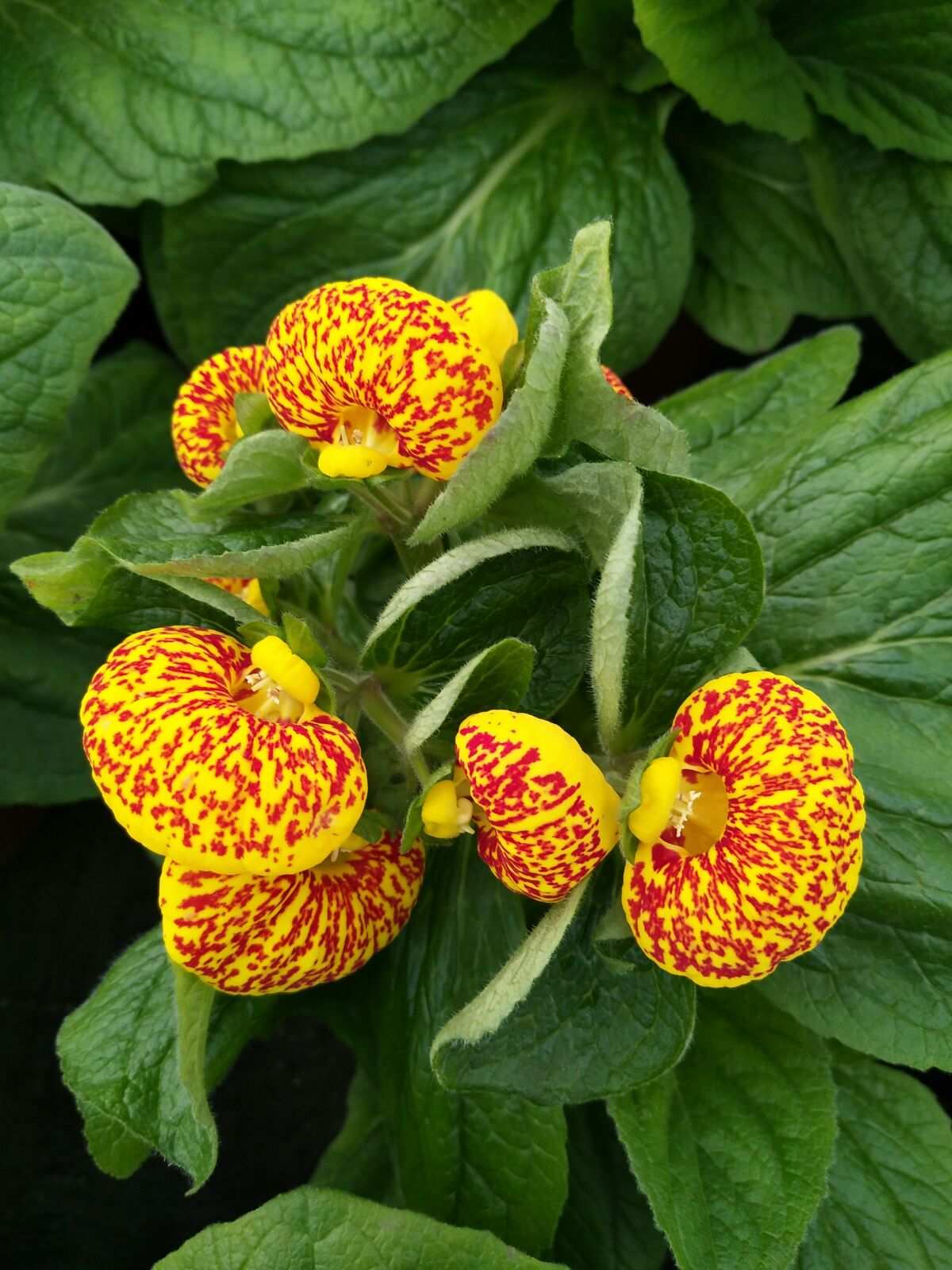 新季蒲包花种子上市，优质花卉种子供应