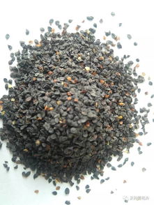 40多种可用于打造花海与花田的花卉种子，你认识几种？