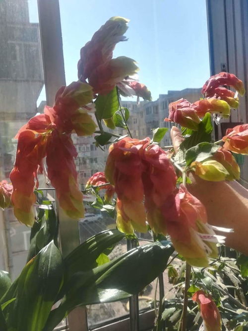 虾衣花不用买，在家轻松繁殖，多种方法任你选