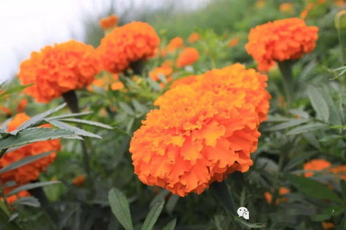 干货丨最强园林春播花卉品种推荐