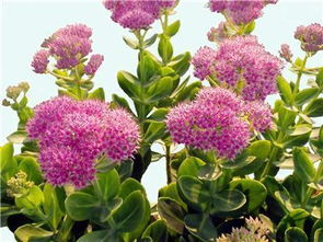 蝎子花与蝎子草 同名异植的辨识与花卉种子常识
