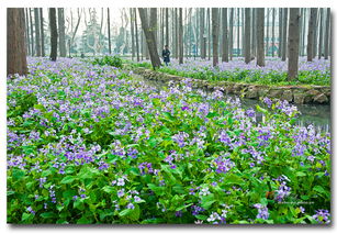 郑州声誉好的二月兰花卉种子供应商推荐 南阳草种与专业花卉种子资源