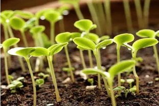 为什么你的花卉种子播种会失败？方法没找对！