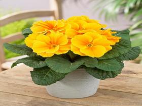 欧洲花卉种子供应商与批发市场概览