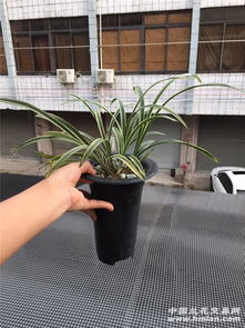 峨眉雪·精品中斑艺素花 四季老种，八苗寄情