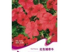 供应花卉种子 矮牵牛，点亮您的生活花园