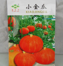 小金瓜种子选购与种植全攻略 点亮庭院的金色精灵