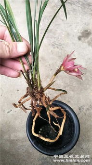 精品红花多瓣奇花 下山新品花卉种子，让种两苗的园艺奇迹