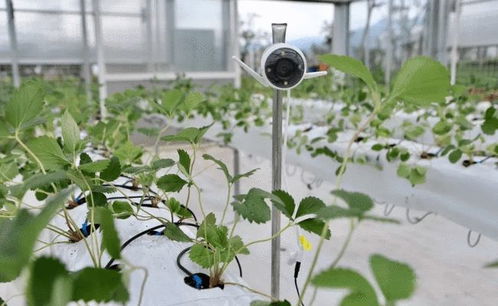 拼多多 以科技为犁，深耕农研之路，让农货进城与花卉种子齐绽放