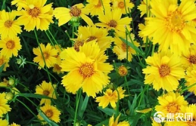 金鸡菊 点亮生活的金色观赏花卉