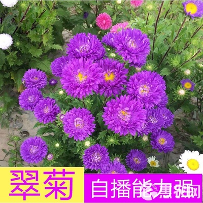 矮翠菊 大花好养，四季绽放的室外花卉优选