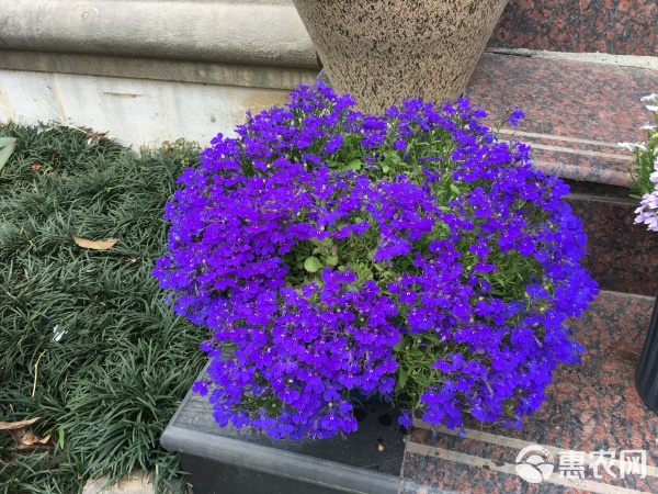 六倍利 四季绽放的盆栽佳品，庭院阳台的绚烂风景