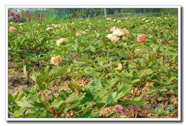 日本牡丹'金阁' 东方花卉中的金色殿堂